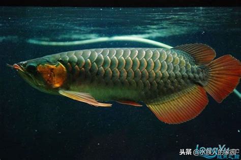 辣椒紅龍幼魚|認真起來！辣椒紅龍挑選技巧